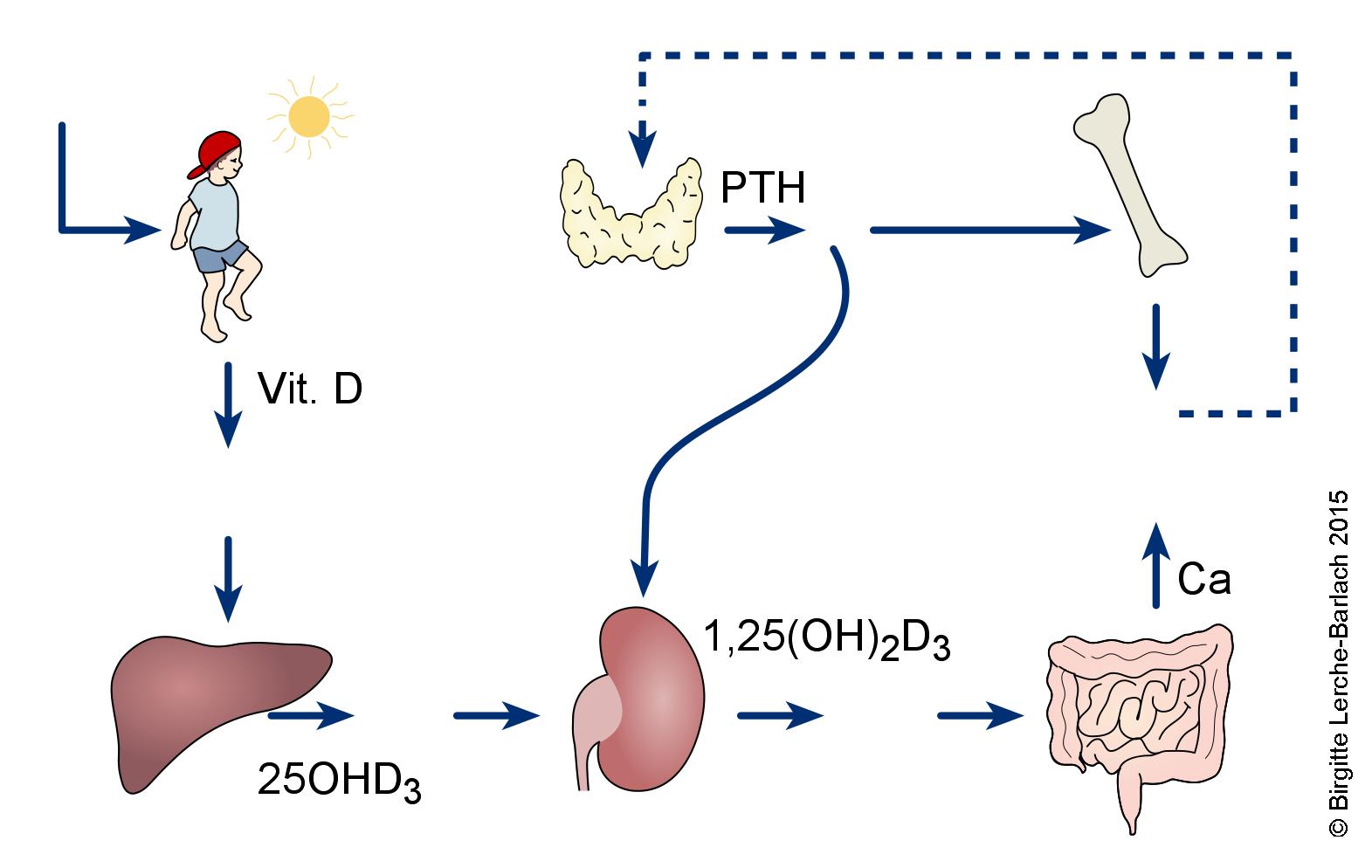 Calcium Metabolisme - Patienthåndbogen På Sundhed.dk