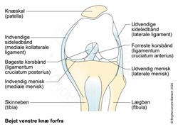 helt seriøst opdagelse klassisk Forreste knæsmerter, patellofemoralt syndrom - Patienthåndbogen på  sundhed.dk